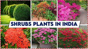 Ornamental Shrubs